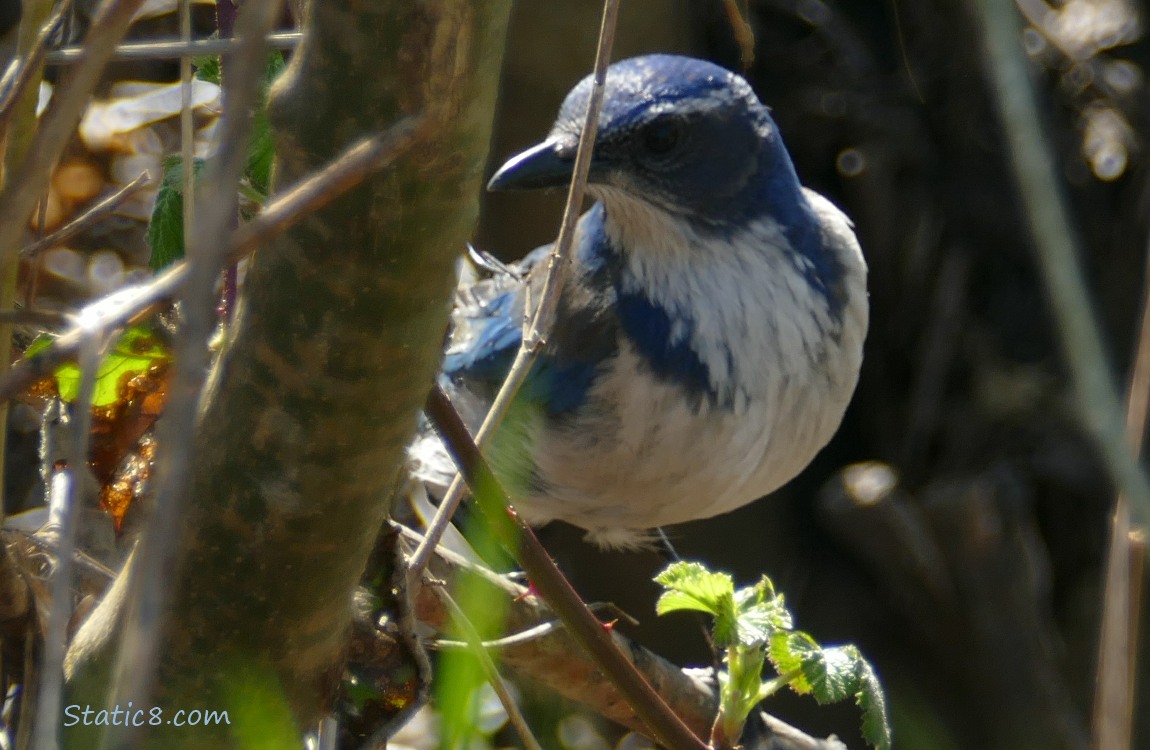 Scrub Jay, standing on a branch with a stick across her face