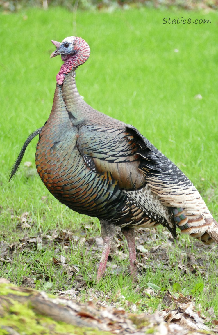 Male Wild Turkey walking on the grass