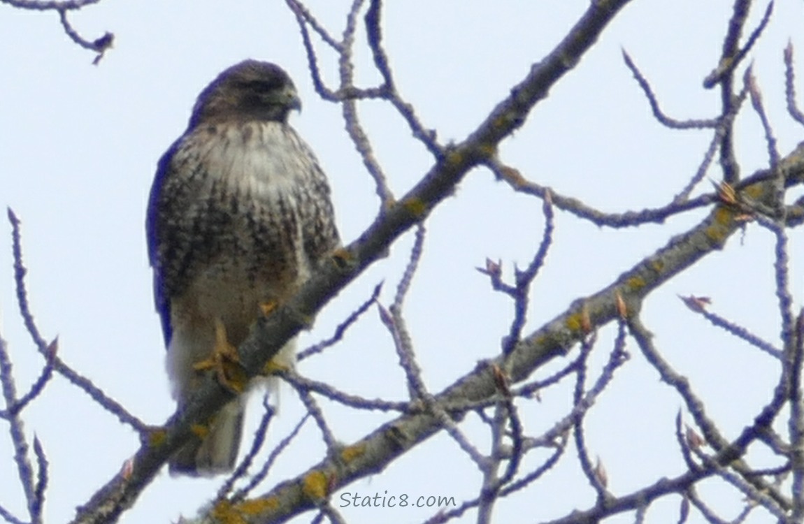 Red Tail Hawk standing in a winter bare tree