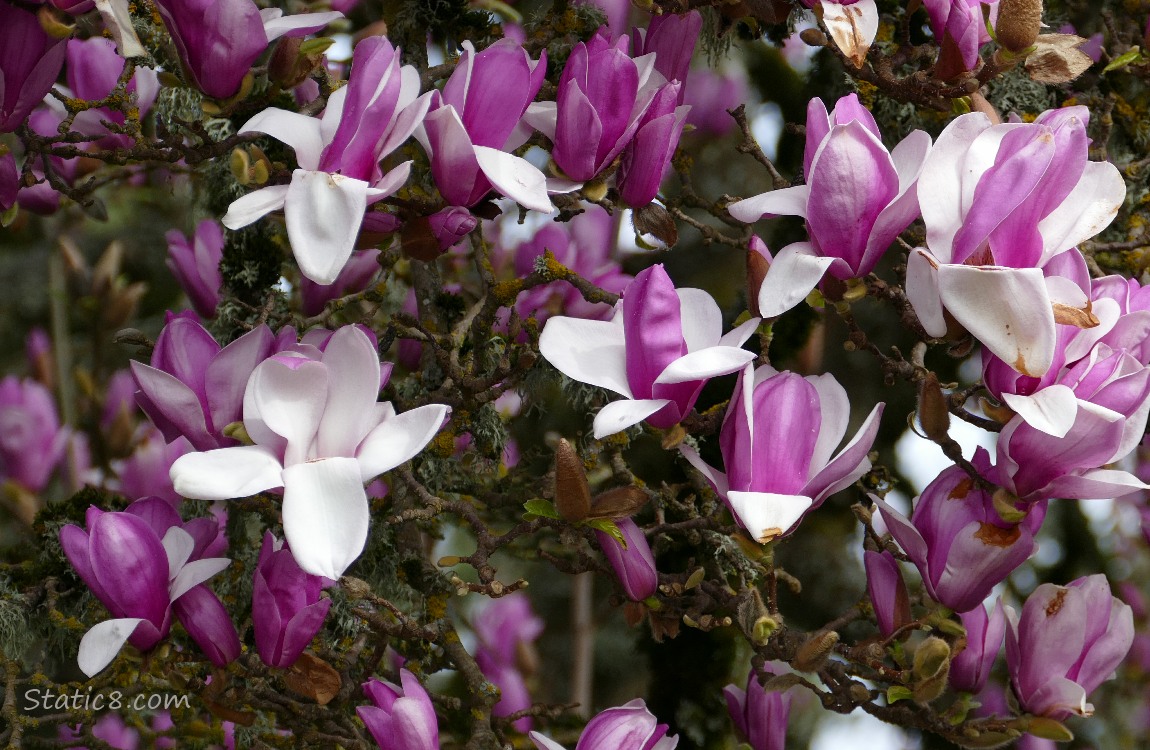 Saucer Magnolia blooms in red violet and white