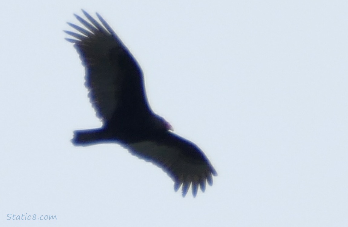 Turkey Vulture flying