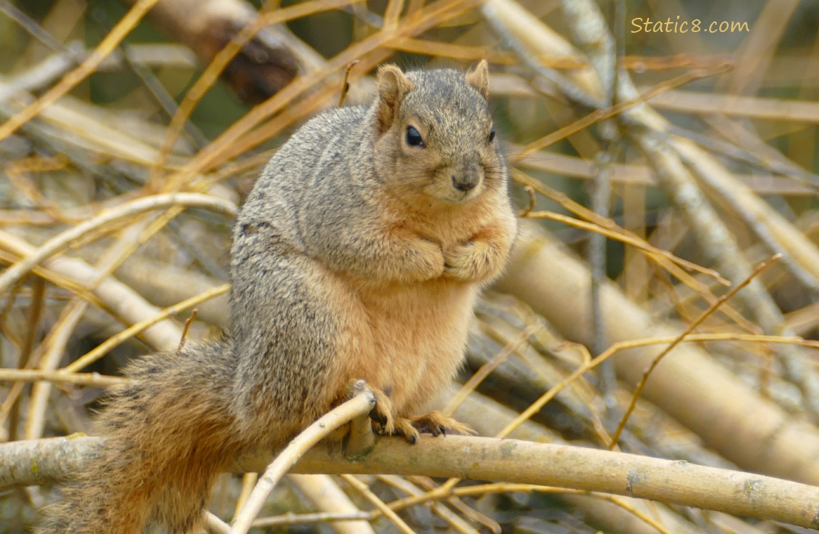 Squirrel standing on a branch, surrounded by yellow sticks