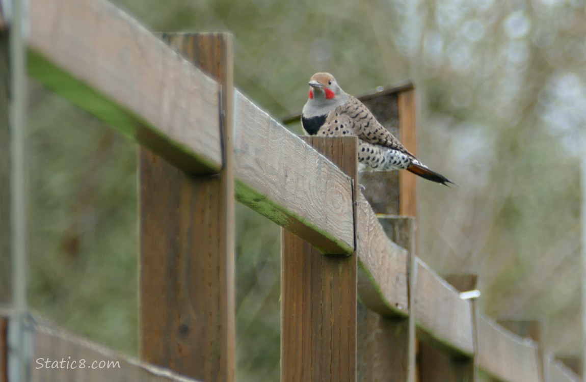 Northern Flicker standing on a wood fence