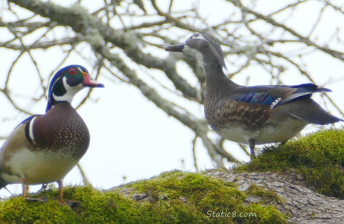 Male and Female Wood Ducks standing up on a mossy branch