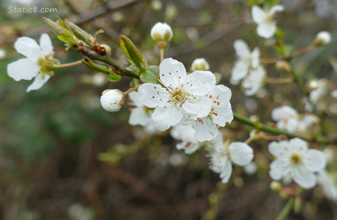 Cherry Blossoms