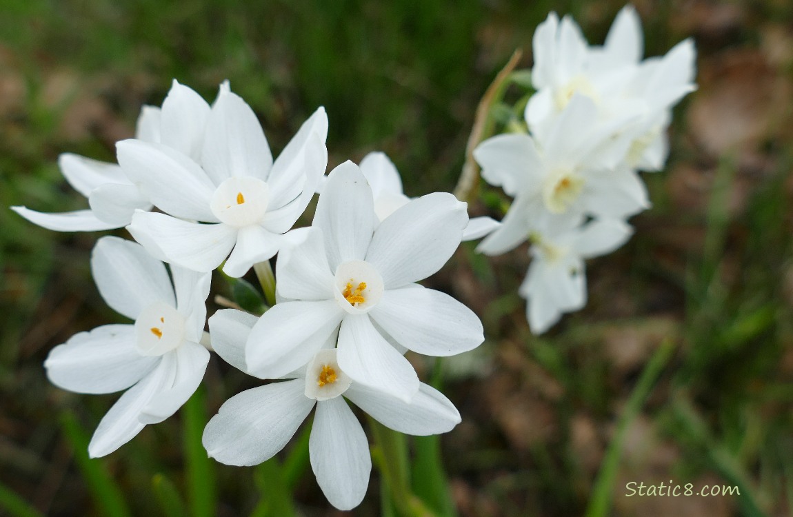 White Daffodils