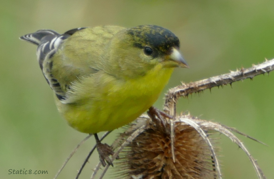 Lesser Goldfinch