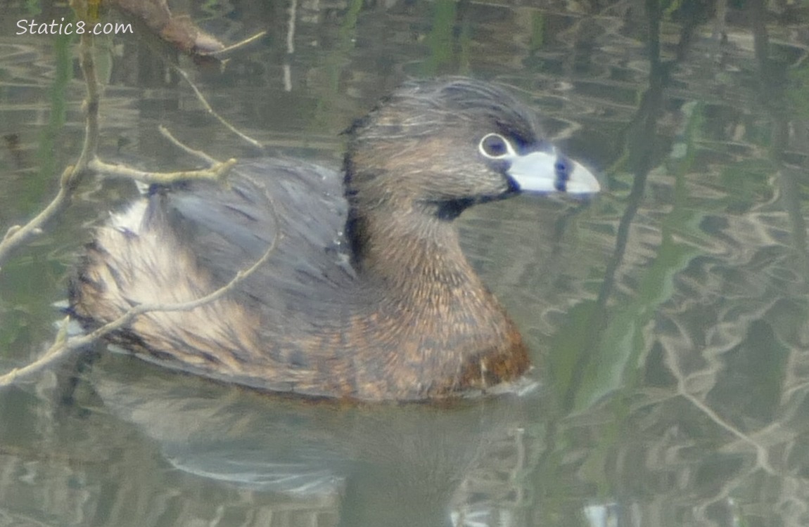 Pied Bill Grebe on the water