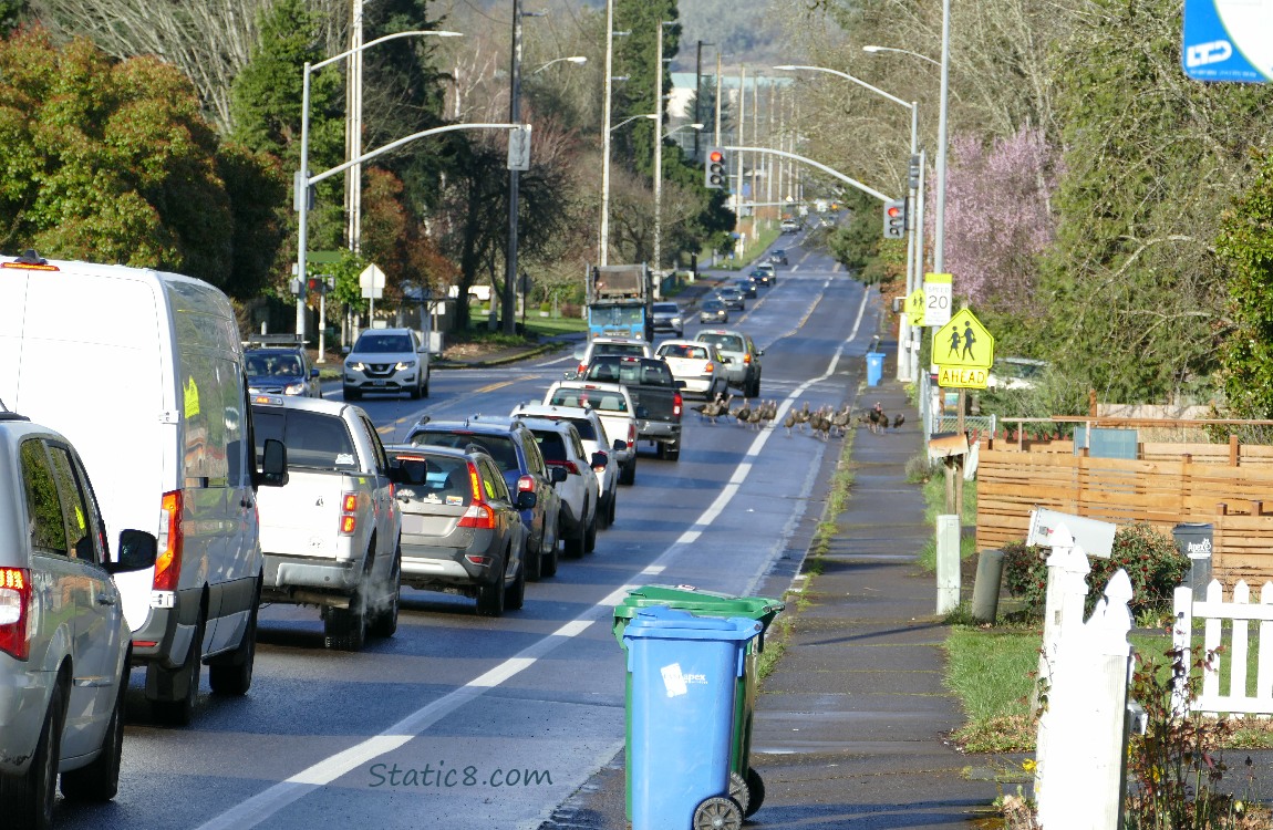 Traffic backed up on a road, with turkeys crossing in the distance