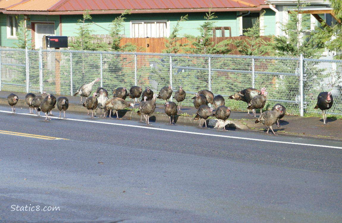 28 Wild Turkeys walking along the street and sidewalk