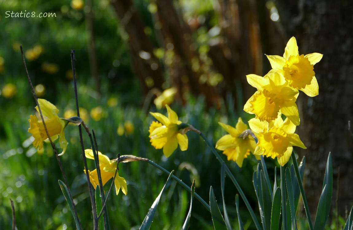 Daffodils