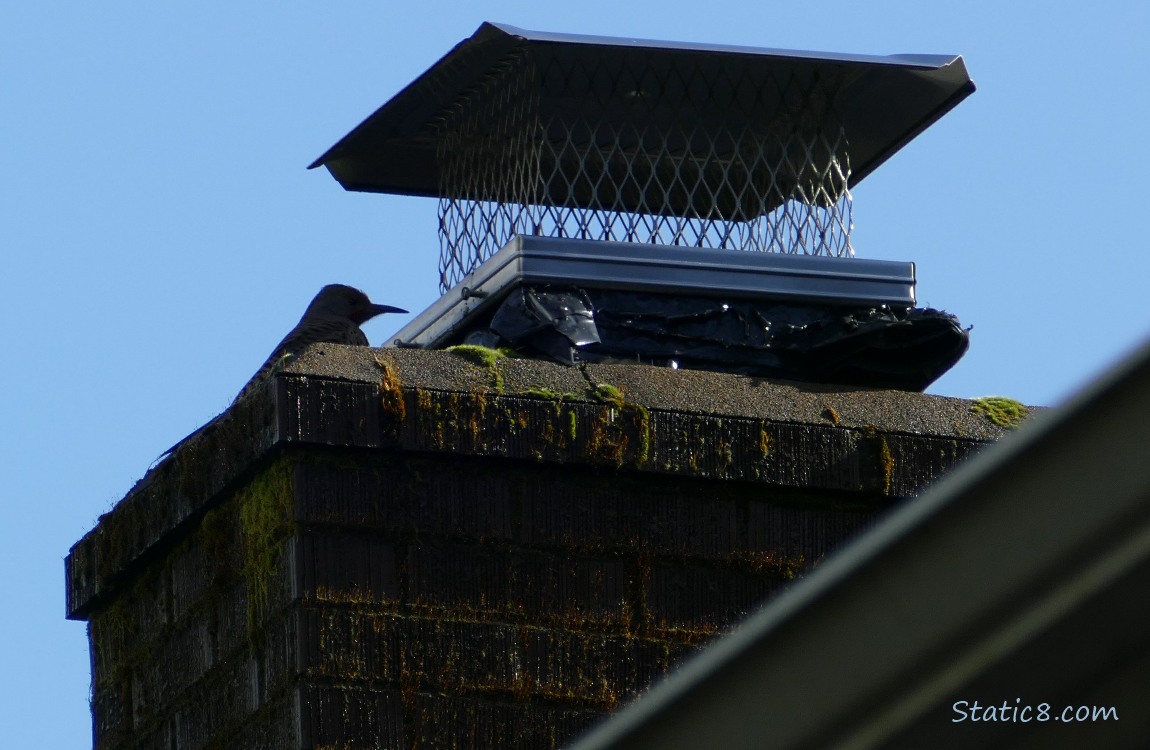 Silhouette of a Flicker near a chimney cover