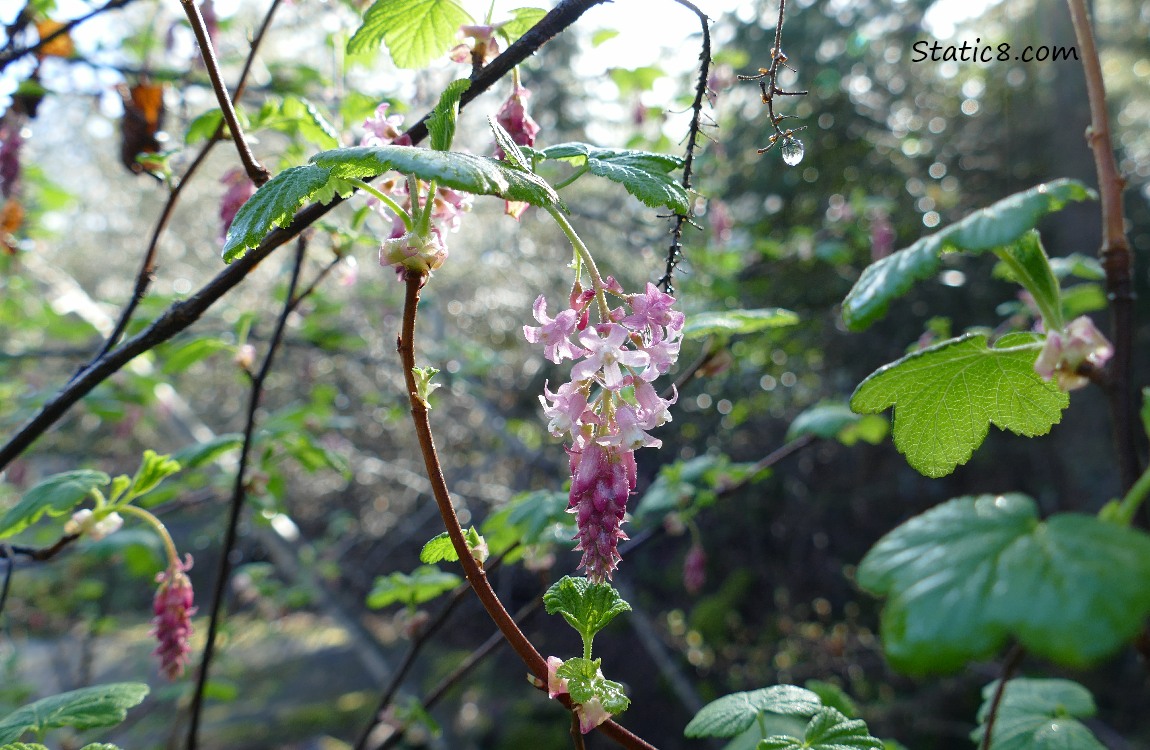 Red Flowering Currant