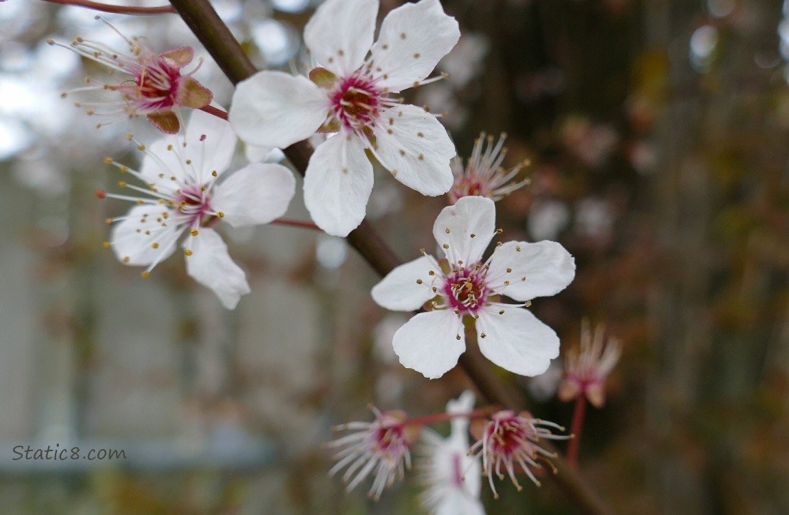 Cherry blossoms