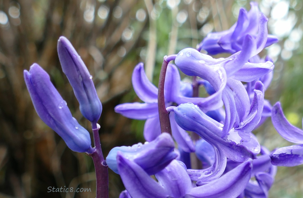 Purple Hyacinth