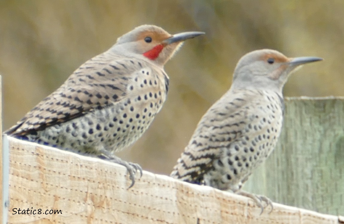 Two Northern Flickers standing on a wood fence