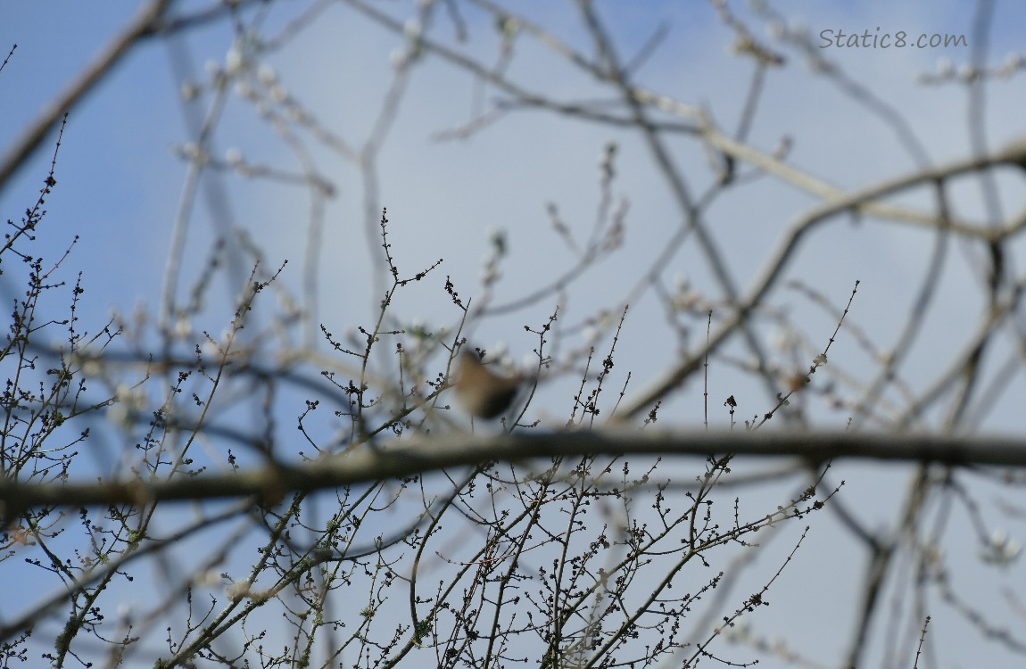 Blurry bird with lots of sticks