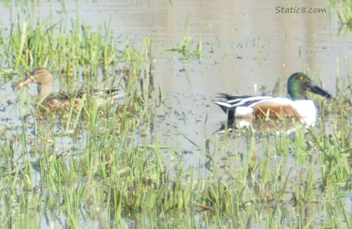 Northern Shovelers, paddling in a grassy pond