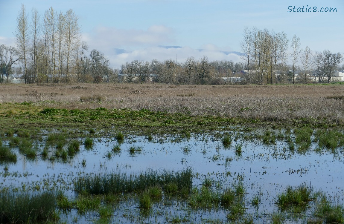 Shallow pond, with foggy hills in the distance