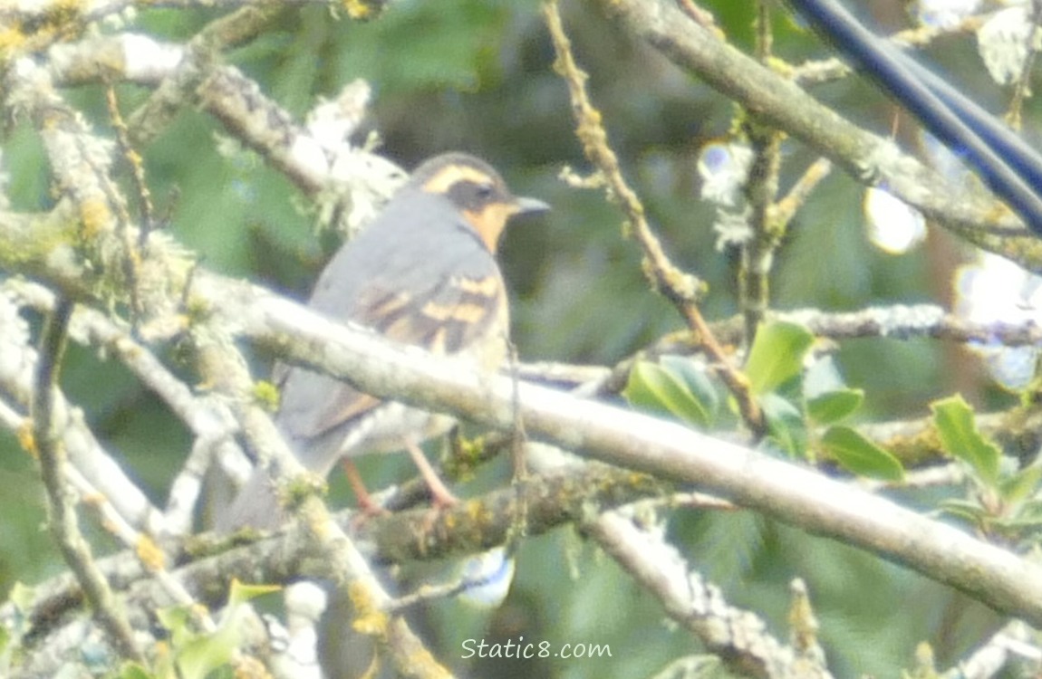 Blurry Varied Thrush, standing on a stick in a bush