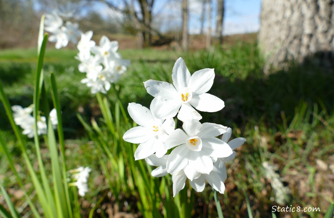 Daffodil blooms