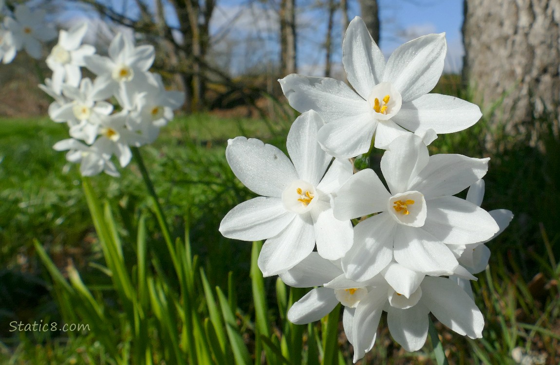 Daffodil blooms