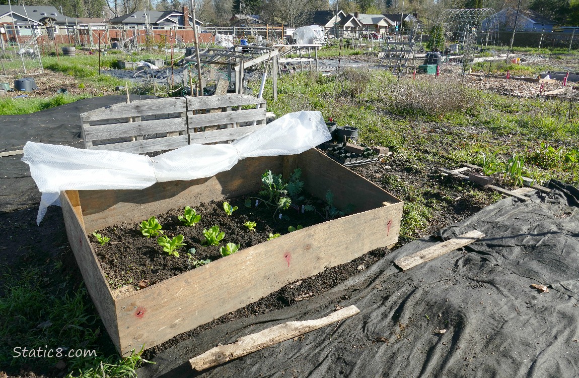 Wood cloche with small lettuce plants growing in it