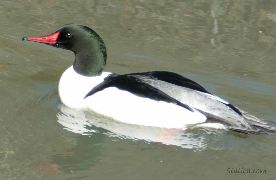 Male Common Merganser, paddling on the water