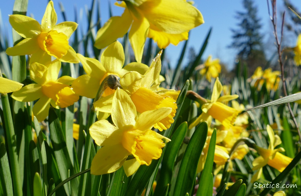 Daffodil blooms and a blue sky