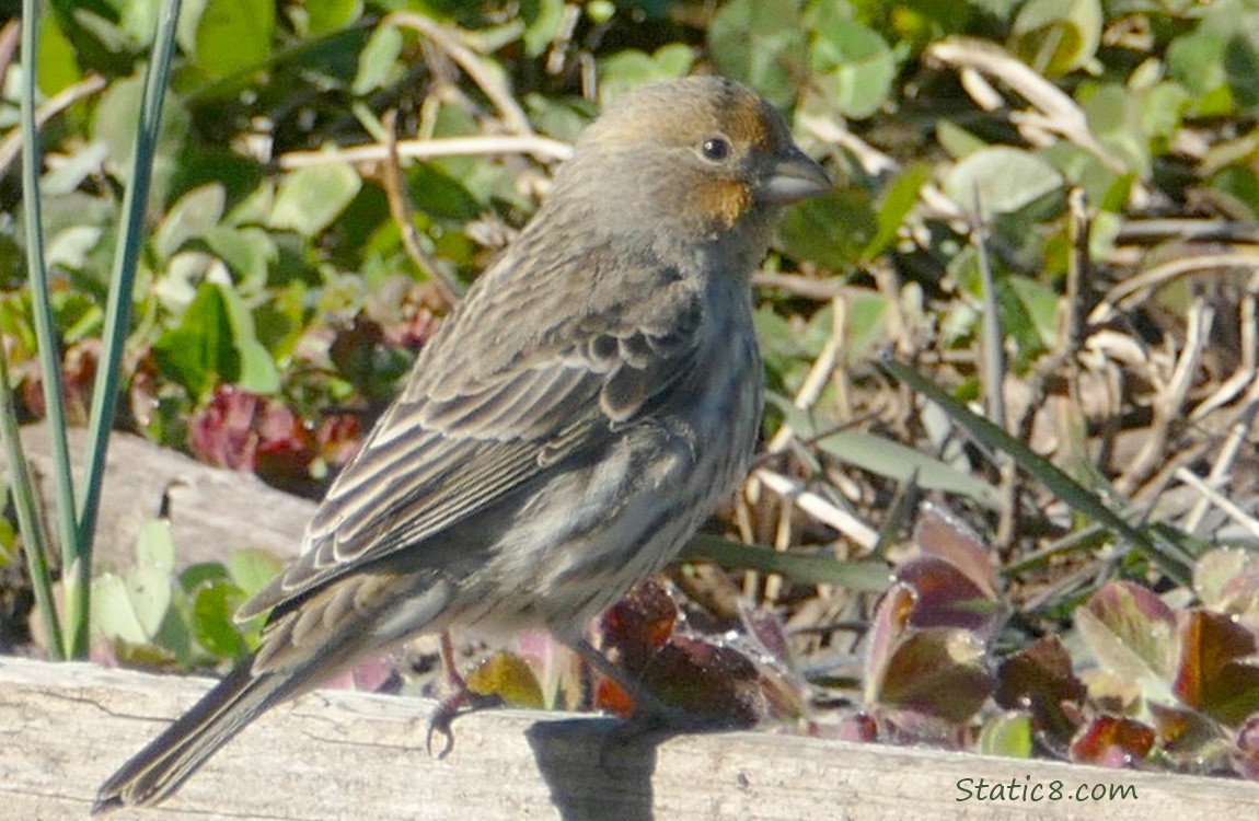 House Finch with a bit of orange on his head