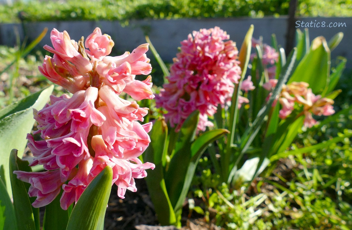 Pink Hyacinth blooms