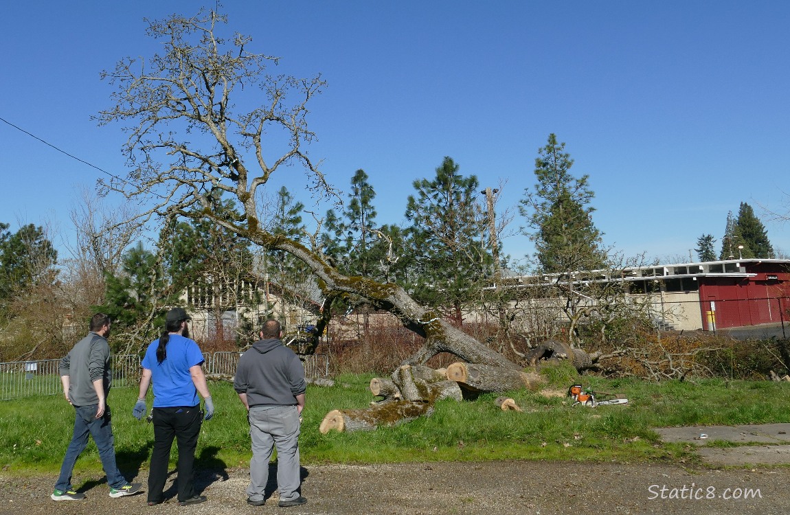 Three men looking at the chopped up Leaning Tree