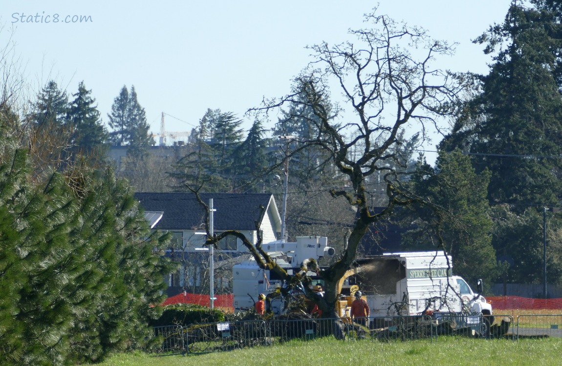 Chipping machine behind the fallen Leaning Tree