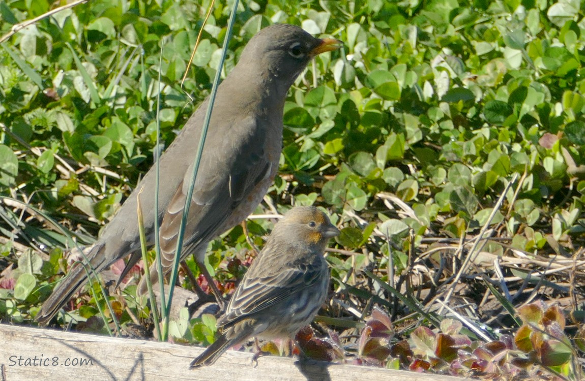 American Robin and a House Finch standing in clover