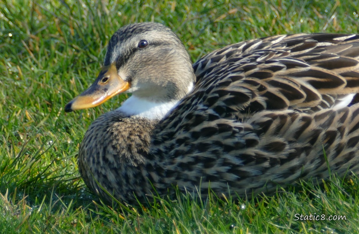 Female Mallard with white feathers