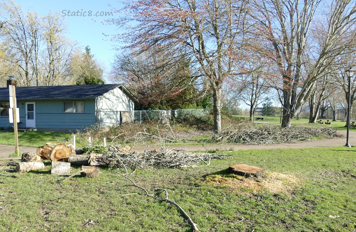 Fallen tree chopped up, piles of branches gathered