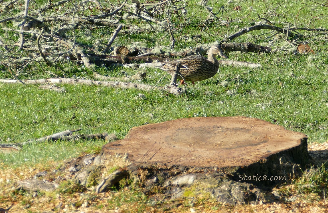 Female Mallard walking on the grass behind a tree stump