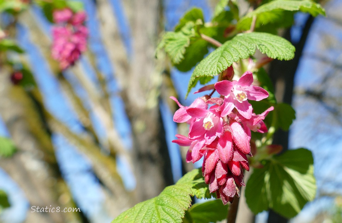 Red Flowering Currant blooms