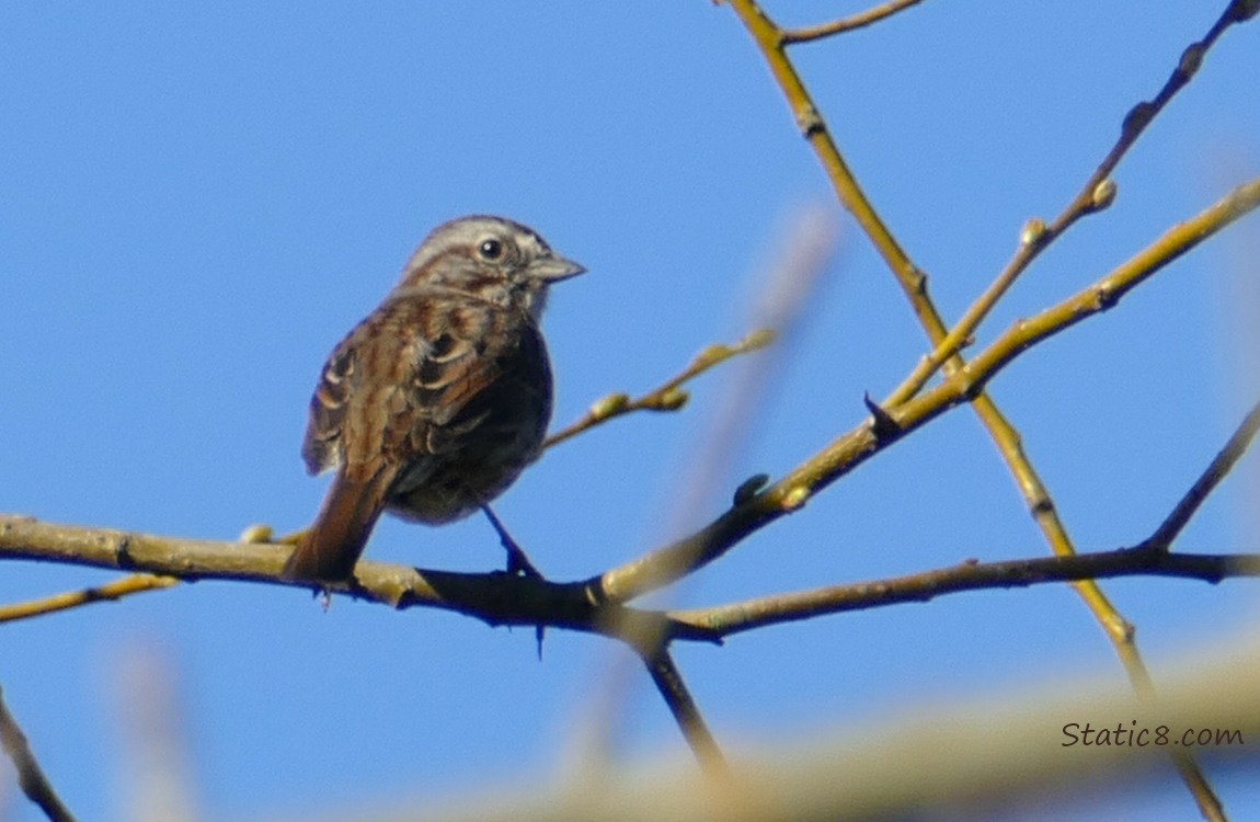 Song Sparrow standing on a twig