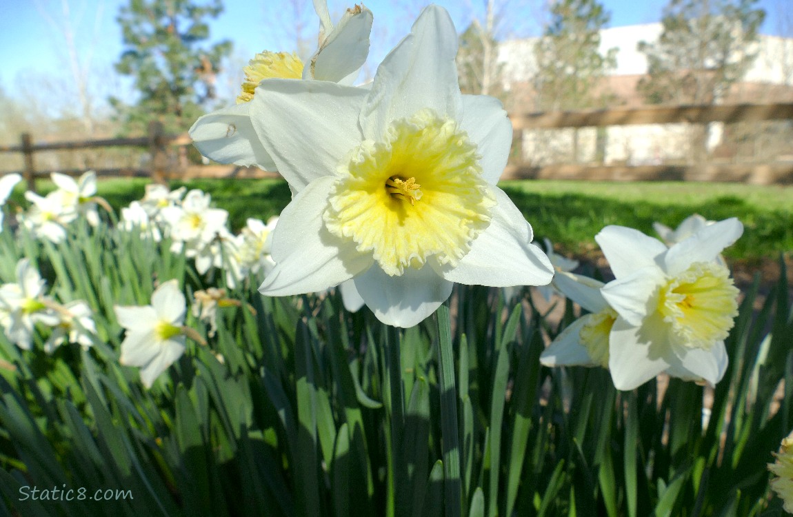 Daffodil blooms