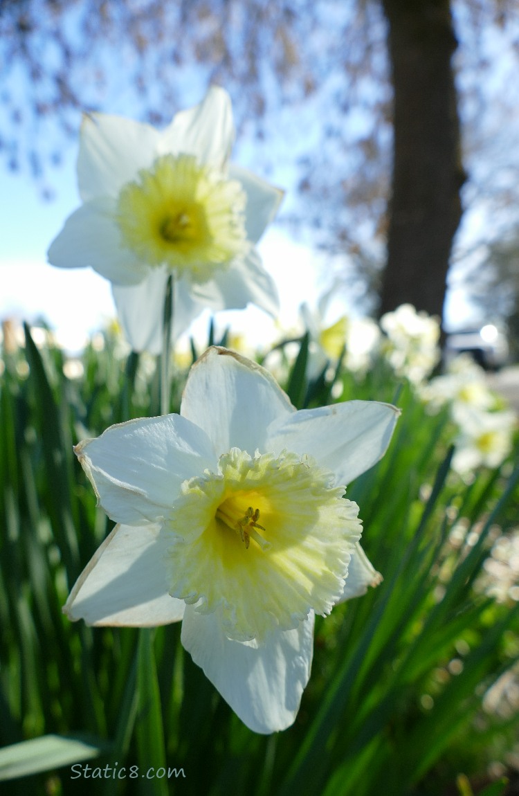 Daffodil blooms