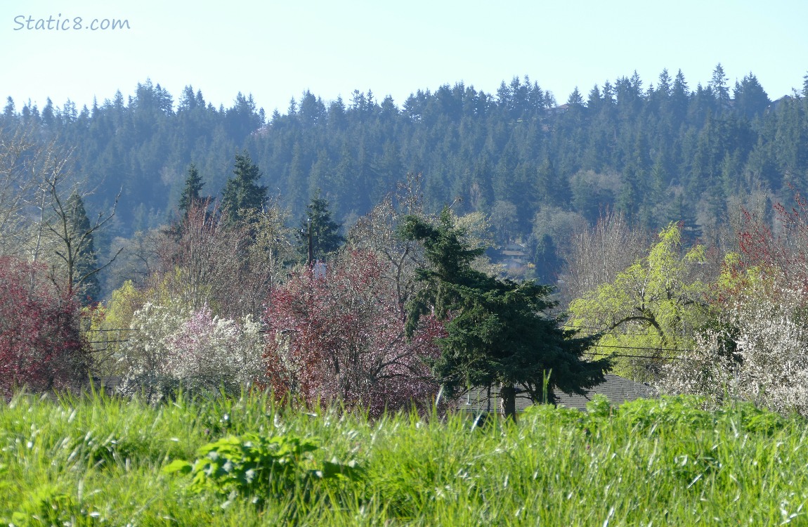 Trees budding out in different colours