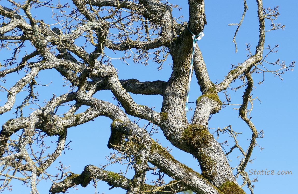 A banner hanging from a branch