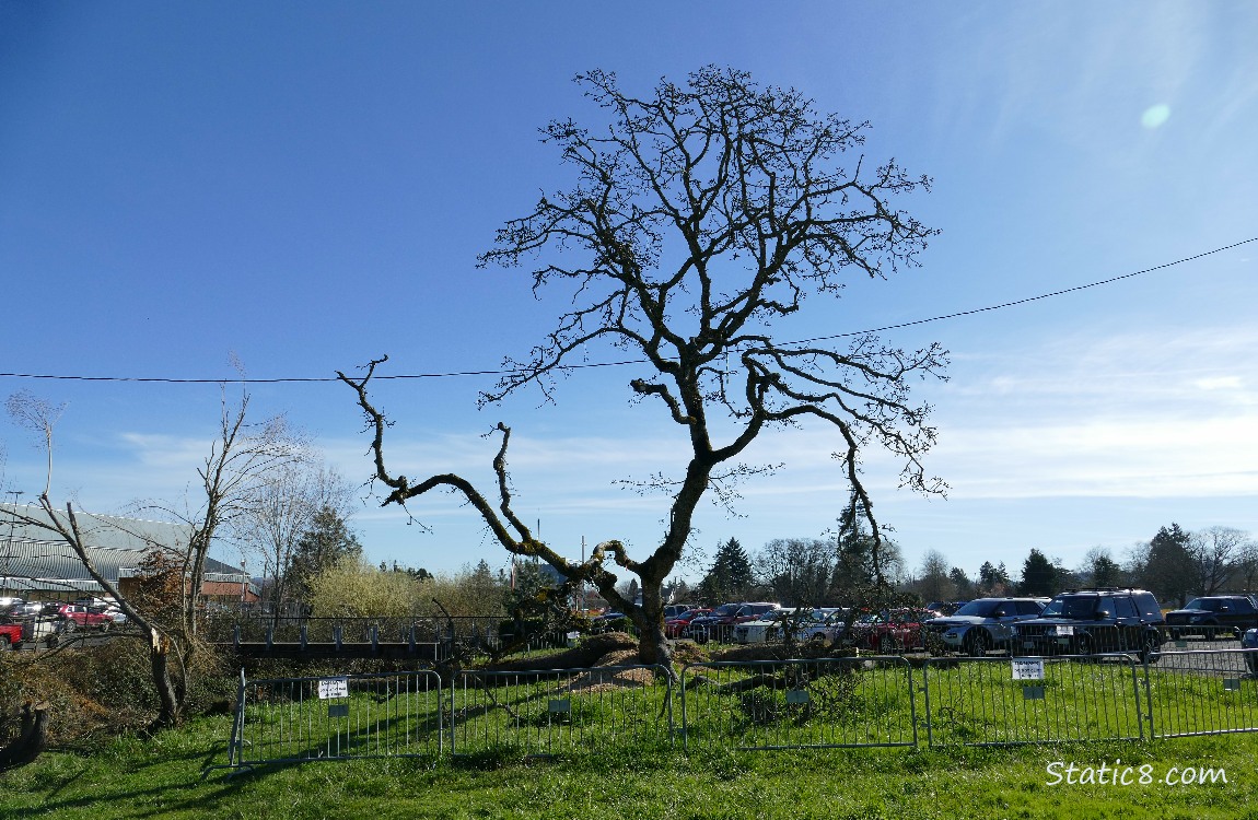 Leaning Tree