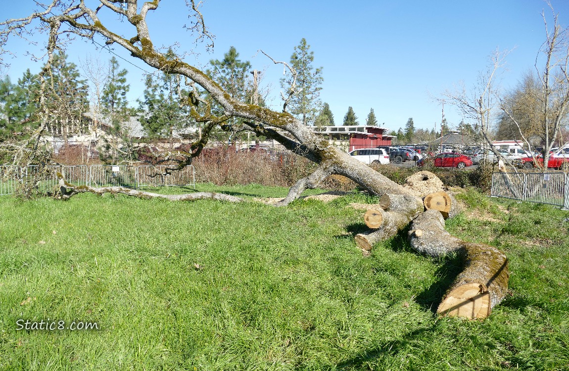 Leaning Tree with one trunk chopped up, another still standing