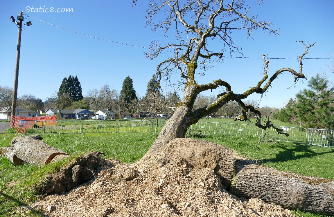 Leaning Tree from a different angle, trunks chopped up on the ground, another still standing