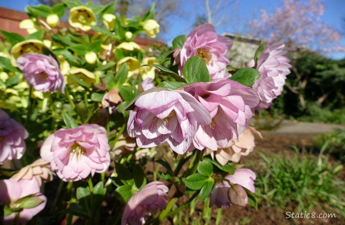 pink Lenten Roses with yellow blooms int he background