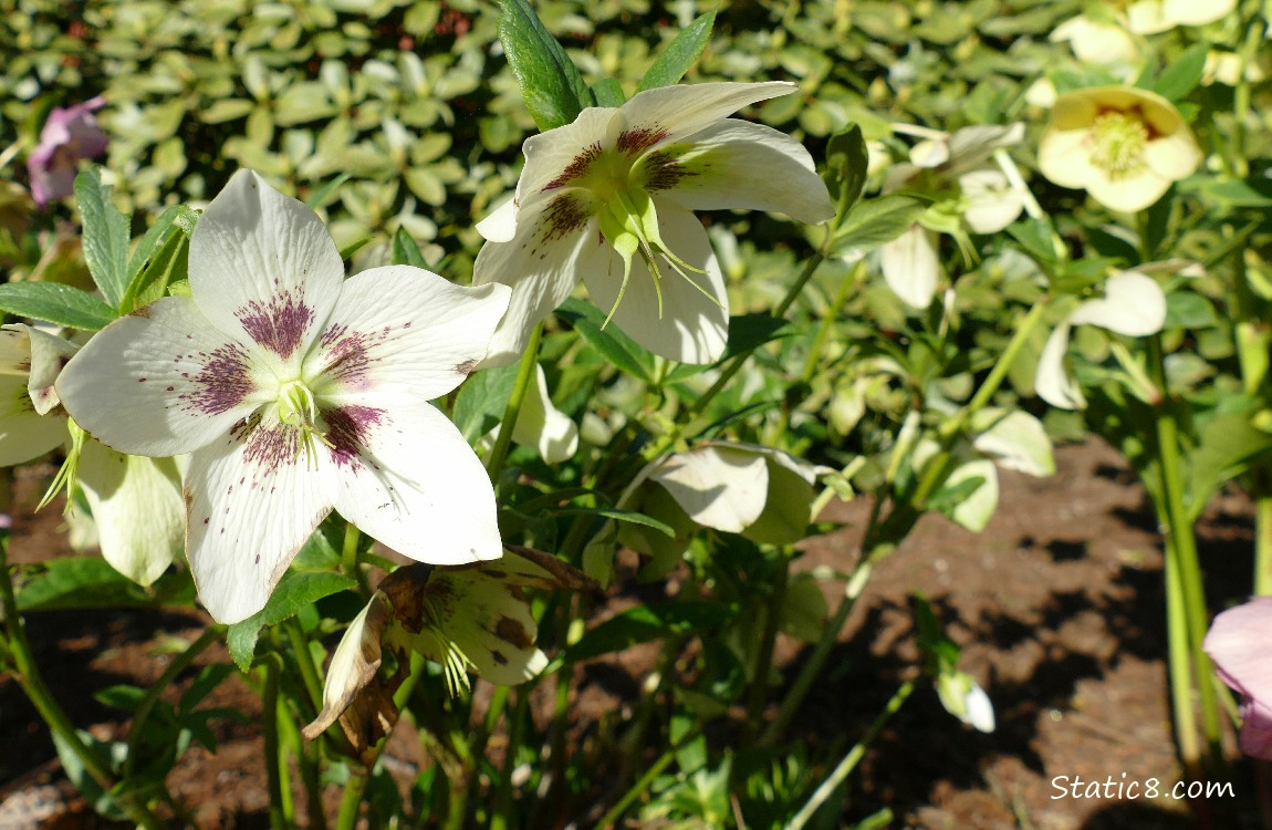 White Lenten Roses