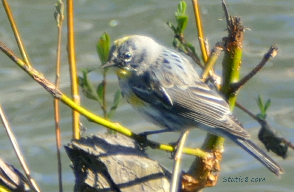 Yellow Rump Warbler standing on a broken willow branch