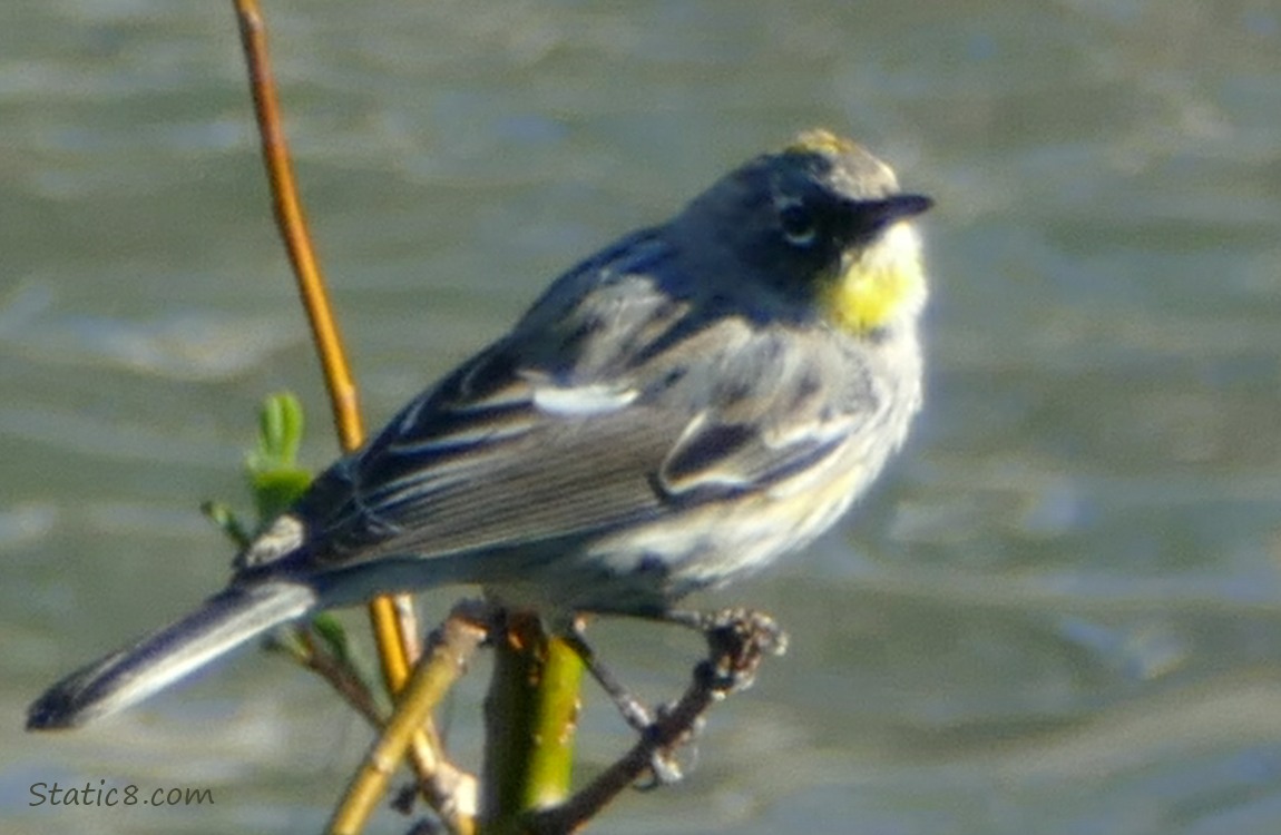 Yellow Rump Warbler standing on a broken willow branch